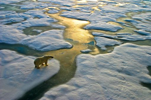 Polar bear on ice