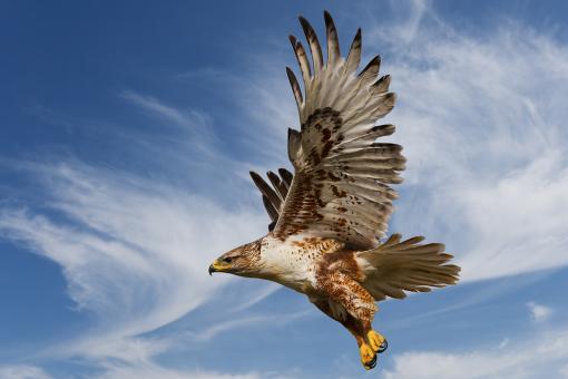 Large Ferruginous Hawk in flight