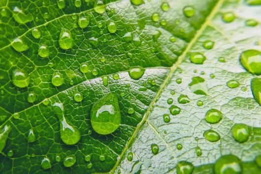 Water drops on a green leaf