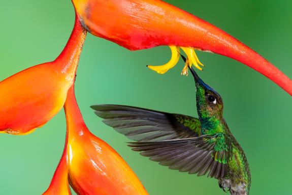 Hummingbird in Ecuador