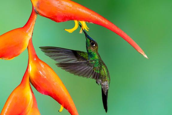 Hummingbird in Ecuador