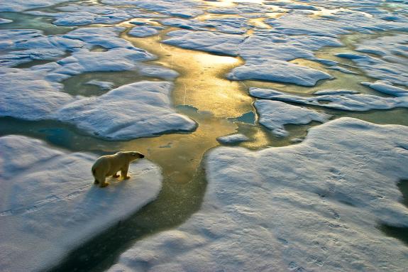 Polar bear on ice