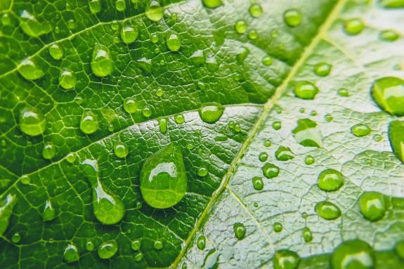 Water drops on a green leaf