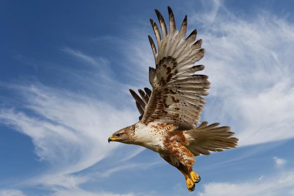 Large Ferruginous Hawk in flight