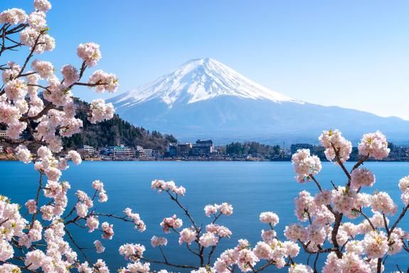 Mt. Fuji and cherry blossoms in Lake Kawaguchi