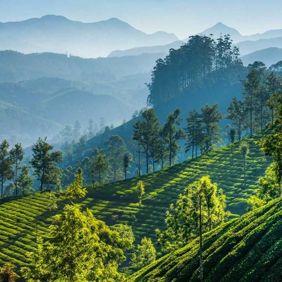 Green tea plantations